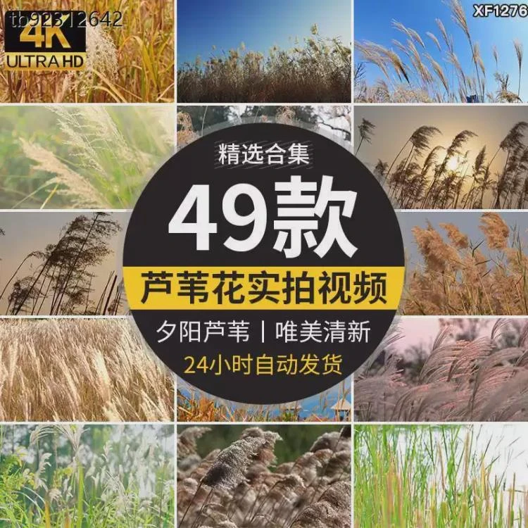 <4K芦苇荡实拍>唯美清新自然风景,日出夕阳下芦苇花摇摆视频素材-大白白资源库