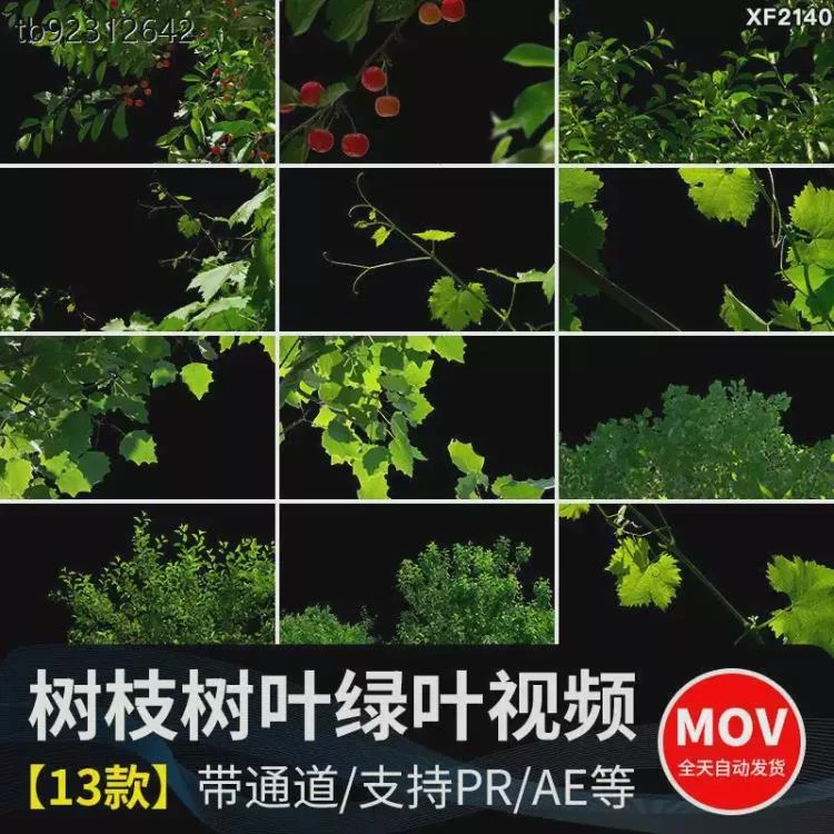 <树枝树叶绿藤风中摇摆动>PR/AE遮罩MOV格式动态视频素材带透明通道-大白白资源库