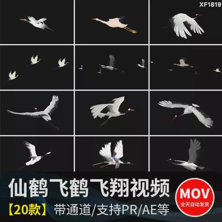 <白色仙鹤群飞带alpha透明通道>后期合成特效视频素材,适用于AE与PR的飞翔动画-大白白资源库