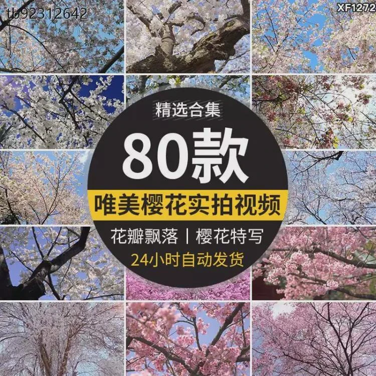 <樱花树枝花海>花瓣飘飞呈现粉色白色交织的春天唯美浪漫实拍空境视频素材-大白白资源库