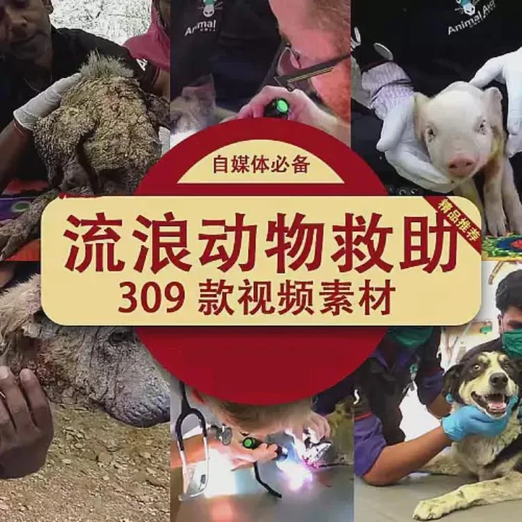 <救助流浪动物>：受伤流浪狗猫咪拯救治疗及中视频计划解说素材-大白白资源库